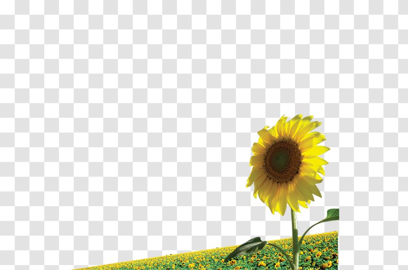 Common Sunflower Illustration - Flower - Outdoor Meadow Transparent PNG
