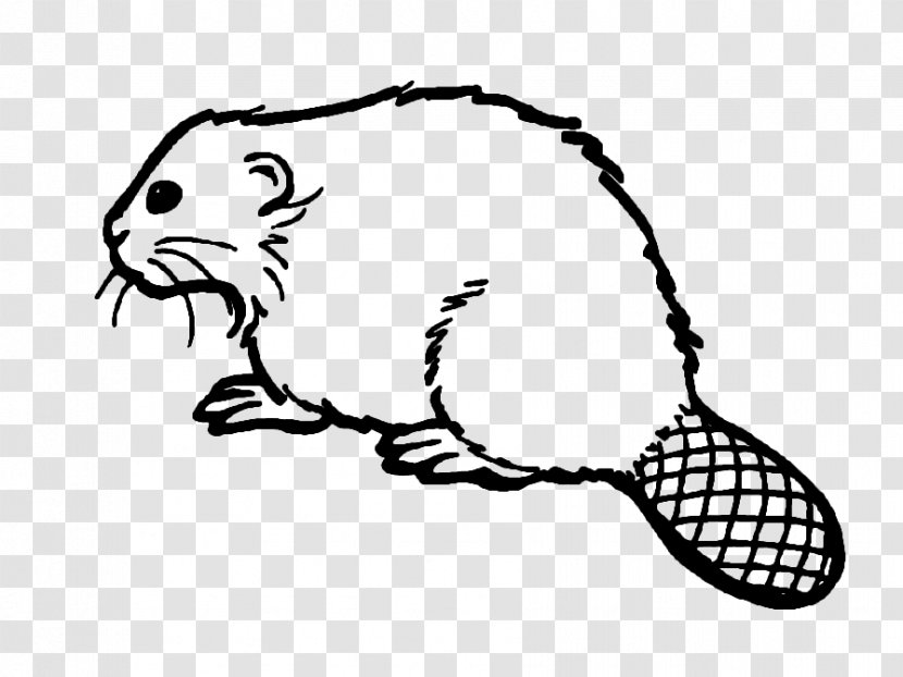 Drawing Cartoon American Beaver - Cat Like Mammal - Castor Transparent PNG