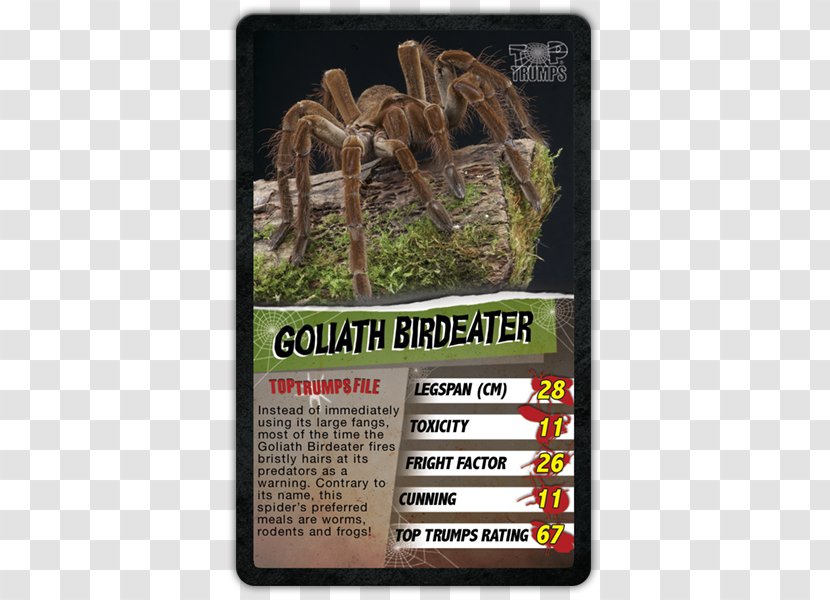 Top Trumps Spider Game Goliath Birdeater - Huntsman Transparent PNG