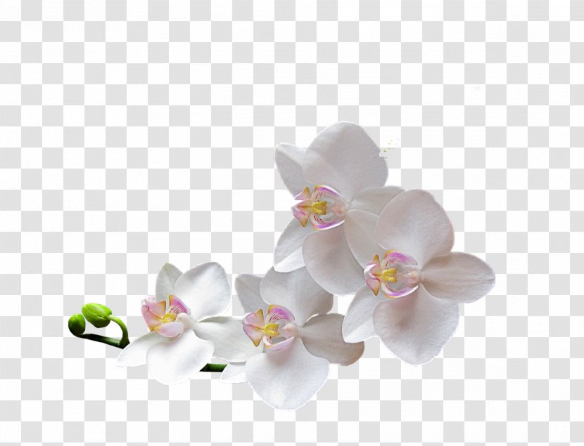 Clip Art Orchids Flower Image Transparent PNG