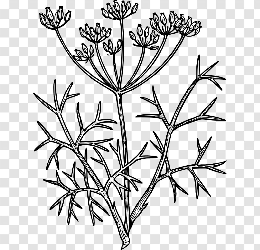 Plant Flower Plant Stem Pedicel Heracleum (plant) Transparent PNG