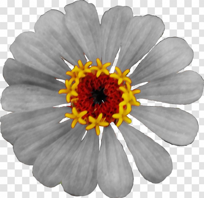Daisy - Flowering Plant - Chamomile Transparent PNG