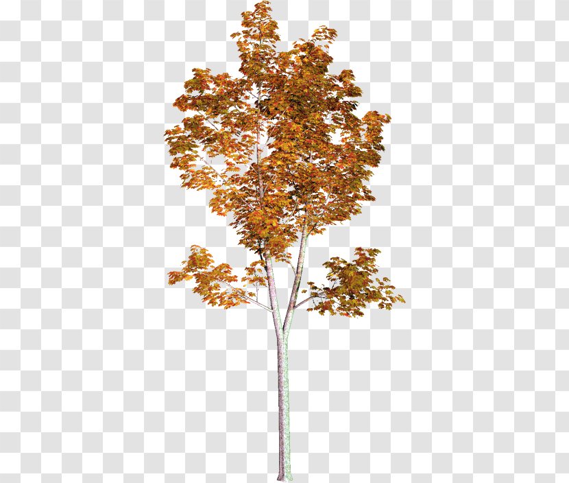 Tree American Sycamore Populus Nigra - Leaf Transparent PNG