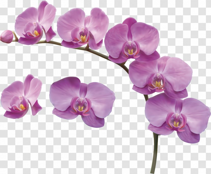 Orchids - Seed Plant - Cut Flowers Transparent PNG