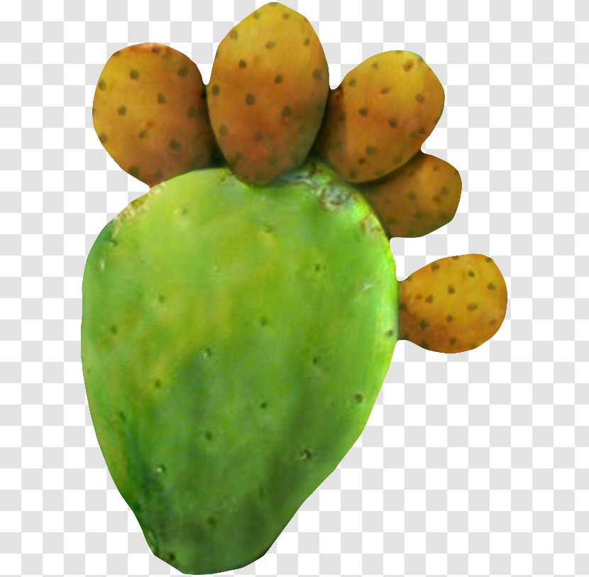 Barbary Fig Foot Tiger - Vegetable - Cactus Transparent PNG
