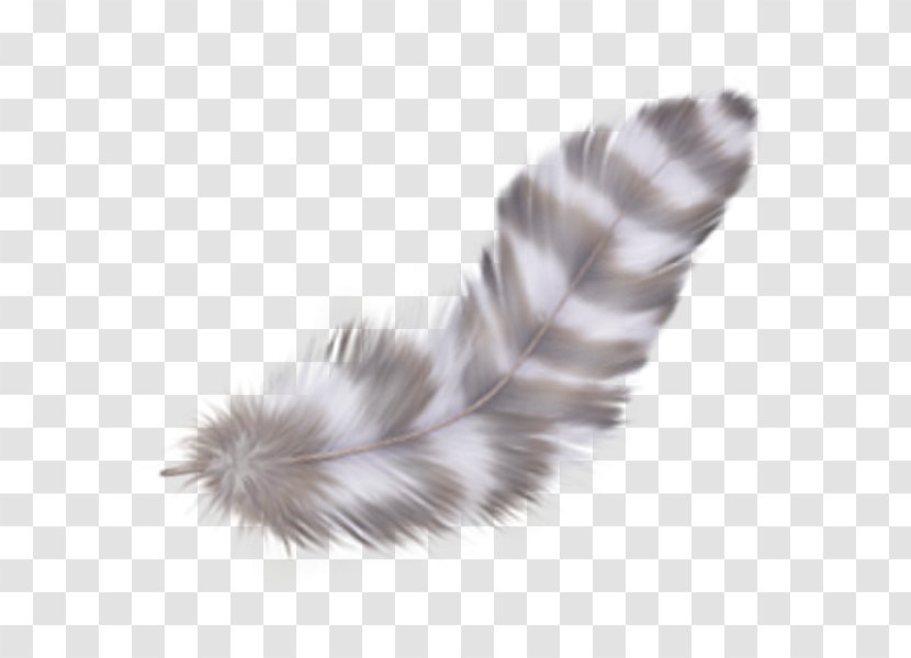 Wing Fur Tail - Feather - Pptx Transparent PNG