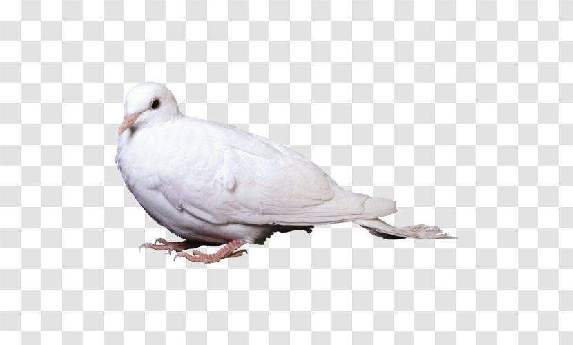 Stock Dove Domestic Pigeon Columbidae Bird Squab - Typical Pigeons Transparent PNG