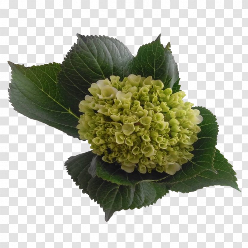 Hydrangea Color Blue-green Yellow - Green Transparent PNG