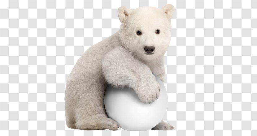 Polar Bear Stock Photography Royalty-free - Book Transparent PNG