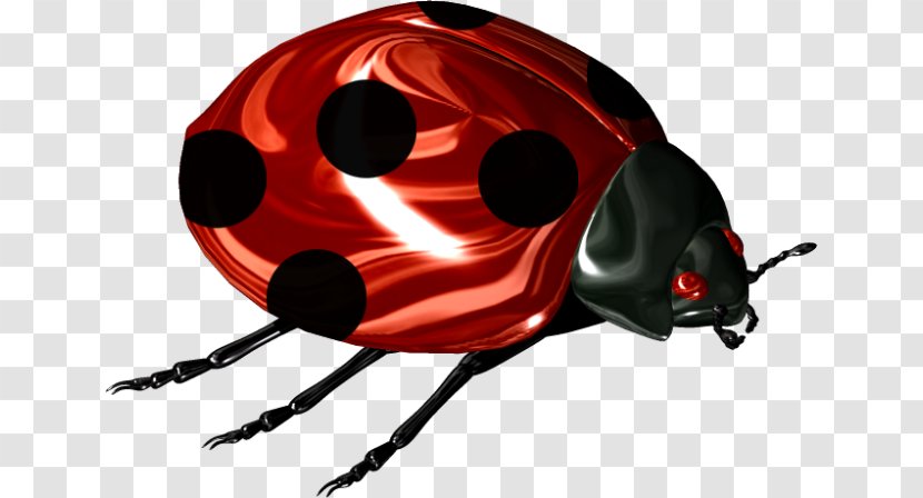 Ladybird Beetle Scarabs Clip Art Transparent PNG