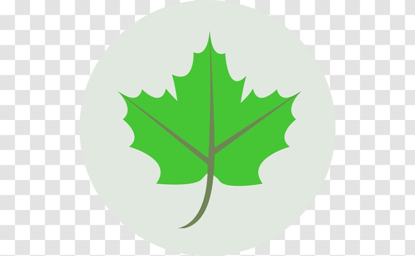 Leaf NuGet - Tree - Green Transparent PNG