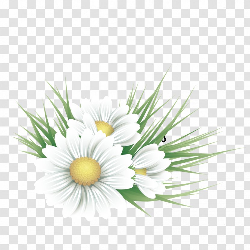 Common Daisy Floral Design Flower Illustration - Plant - Vector White Decoration Transparent PNG