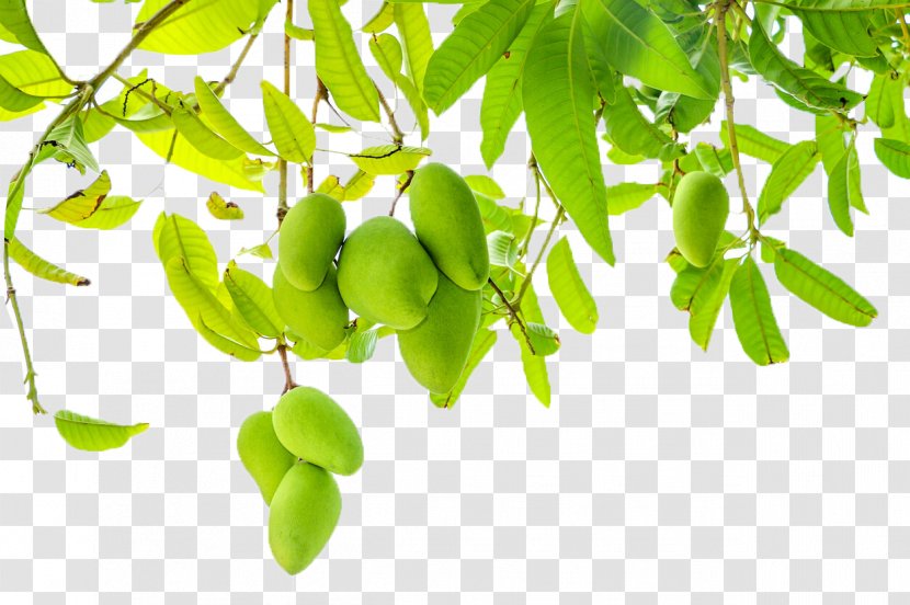 Fruit Leaf Mango Pudding - Food Transparent PNG