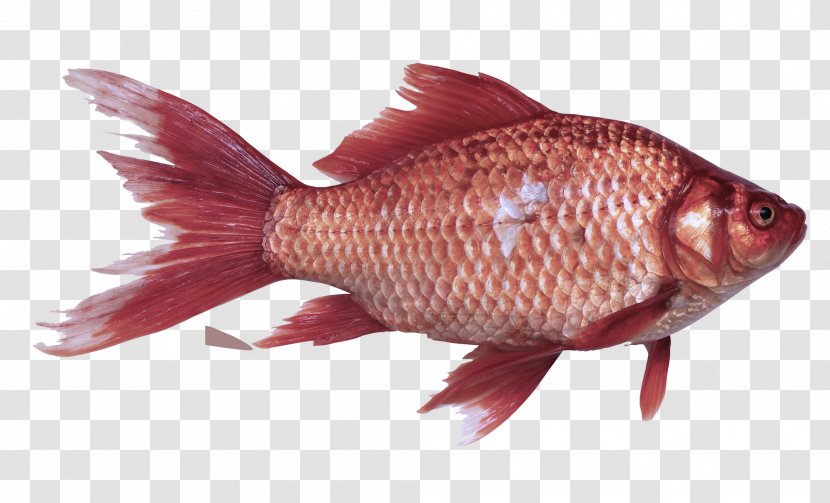 Fish Pink Snapper Tail - Bonyfish Red Seabream Transparent PNG