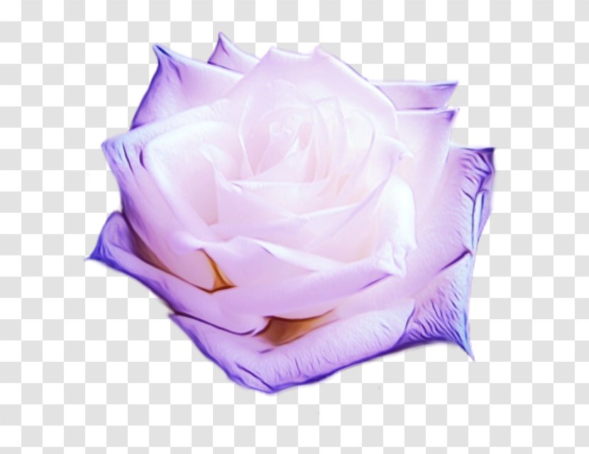 Garden Roses - Rose Family - Hybrid Tea Transparent PNG