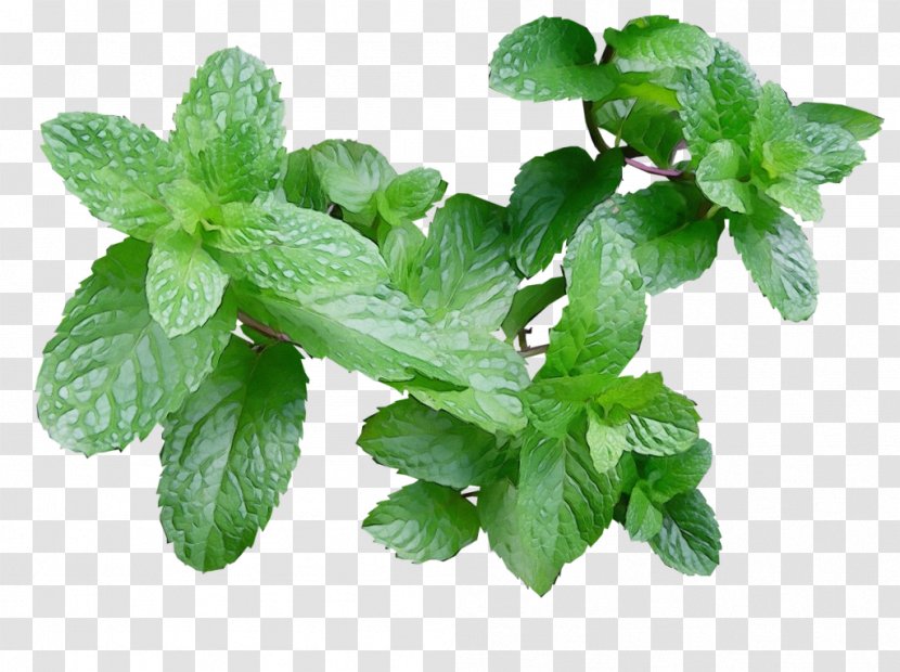 Plant Leaf Flowering Flower Herb - Mint - Fines Herbes Herbal Transparent PNG