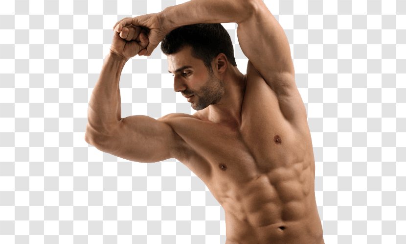 Muscle Exercise Bodybuilding Biceps Anabolism - Tree Transparent PNG