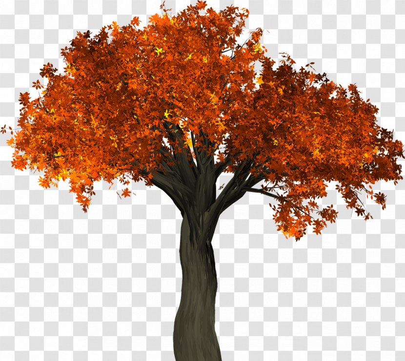 Tree Autumn Leaf Color Trunk - Maple - Falling Transparent PNG