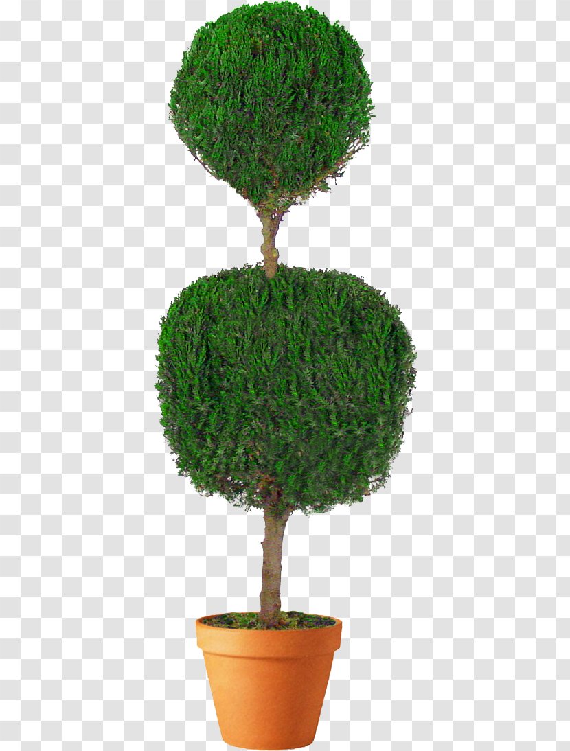 Topiary Tree Arborvitae Box Evergreen - Plant Transparent PNG