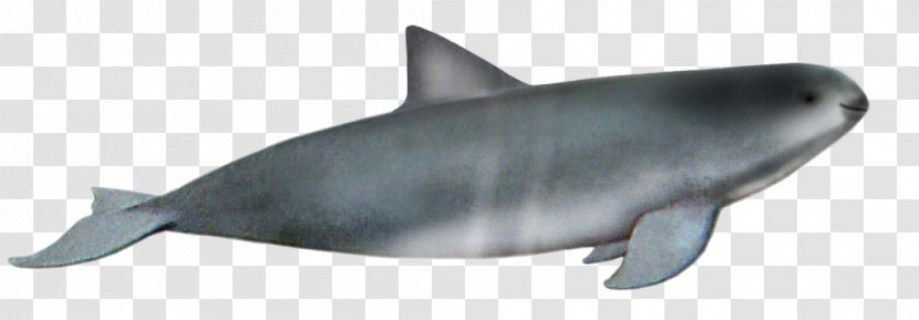 Requiem Sharks Marine Biology Dolphin - Animal Figure - Risso's Transparent PNG