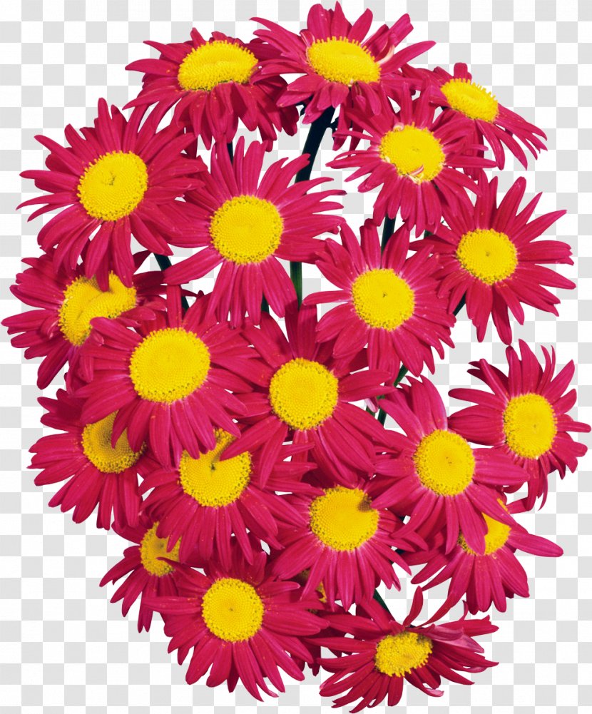 Cut Flowers Floral Design Floristry Petal - Marguerite Daisy - Camomile Transparent PNG