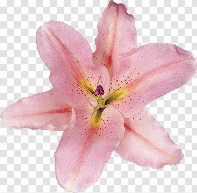 Lilium Flower - Pink - Lily Transparent PNG