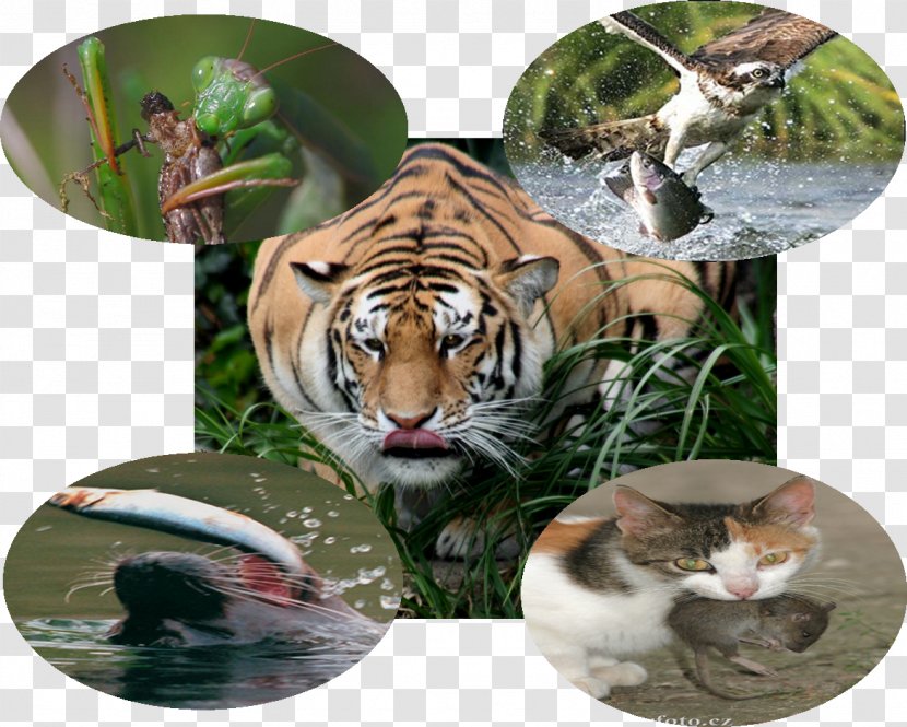 Tiger Cat Wildlife Fauna Terrestrial Animal - Carnivoran Transparent PNG