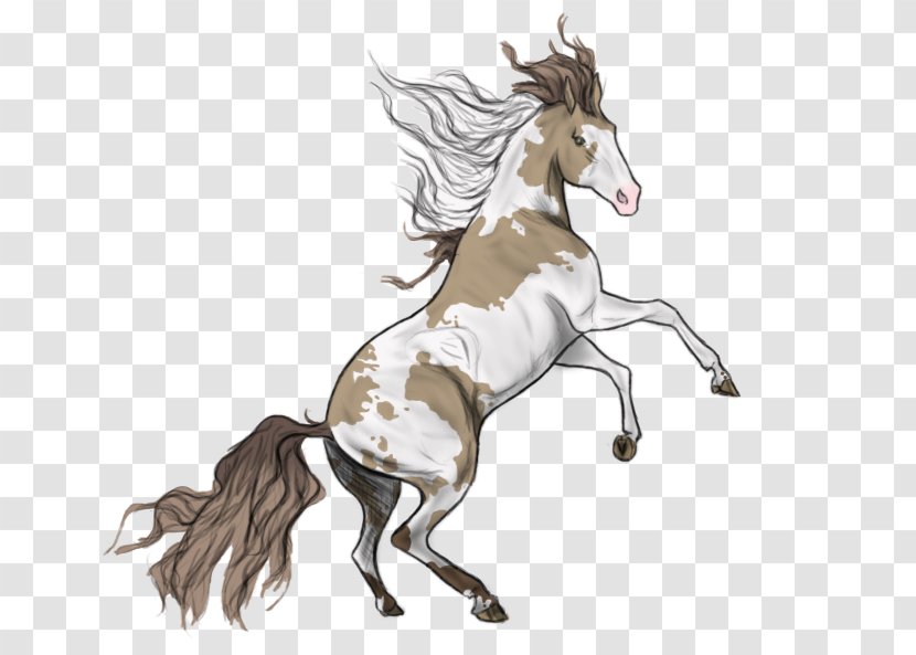 Mane Mustang Foal Colt Stallion Transparent PNG