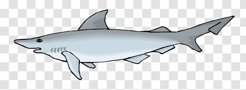 Requiem Shark Squaliformes Tiger Whale - Vector Sharks Material Transparent PNG