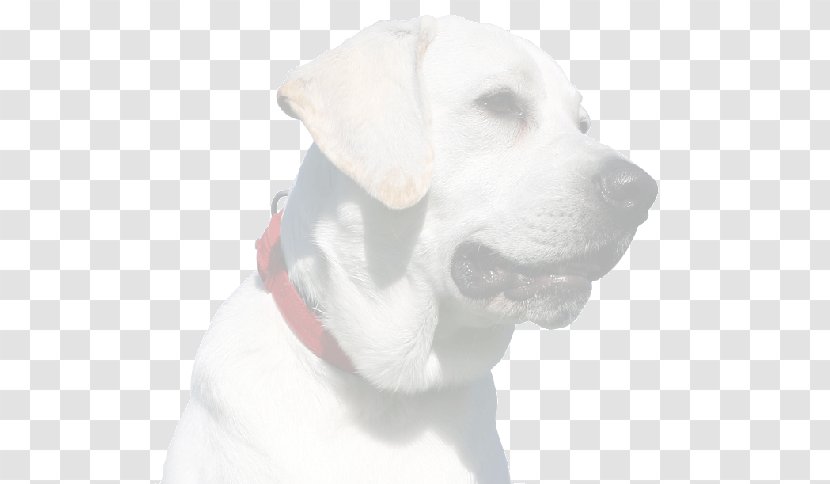 Labrador Retriever Puppy Dog Breed Companion Transparent PNG