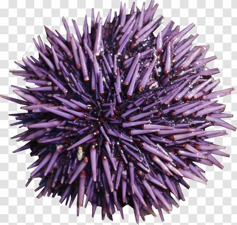 Sea Urchin Purple - Flower Transparent PNG