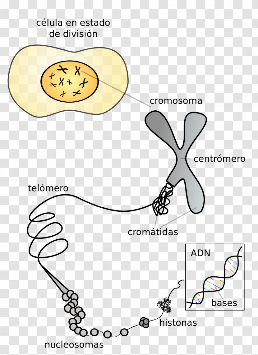 Chromosome 19 DNA Centromere Gene - Heart - Sing Transparent PNG