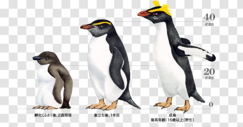 King Penguin Snares Fiordland - Fauna - Galapagos Transparent PNG