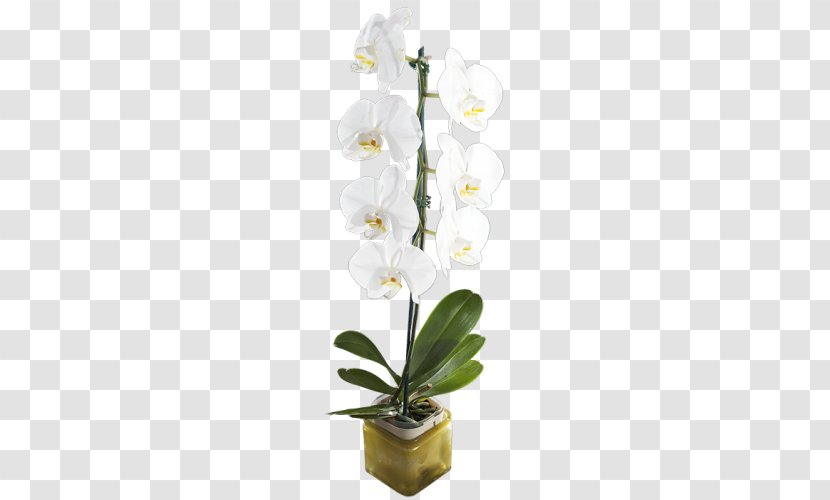 Moth Orchids Dendrobium Floral Design Cut Flowers - White - Flower Transparent PNG
