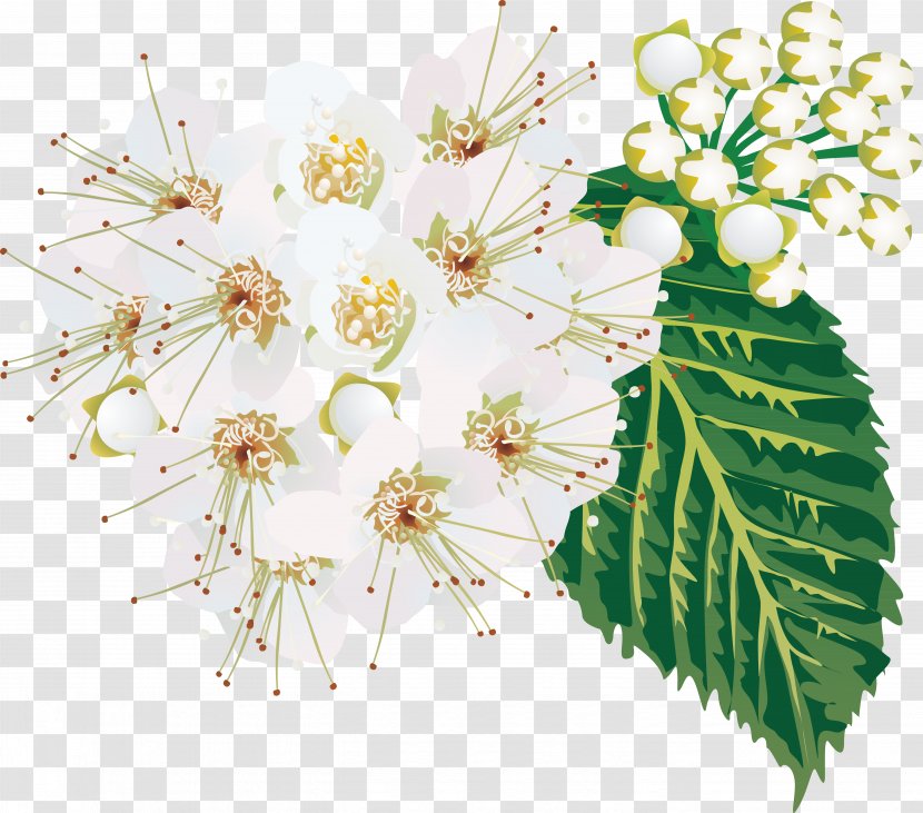 Garden Park Leaf Floral Design Cherry Blossom - Twig - Branch Transparent PNG