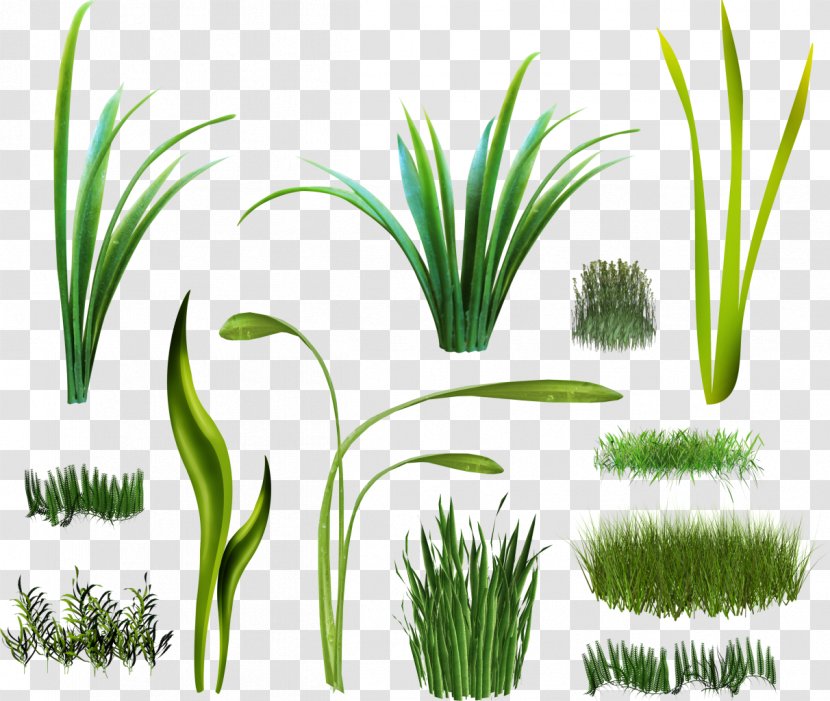 Vetiver Plant Arecaceae Wheatgrass Sweet Grass - Grasses Transparent PNG