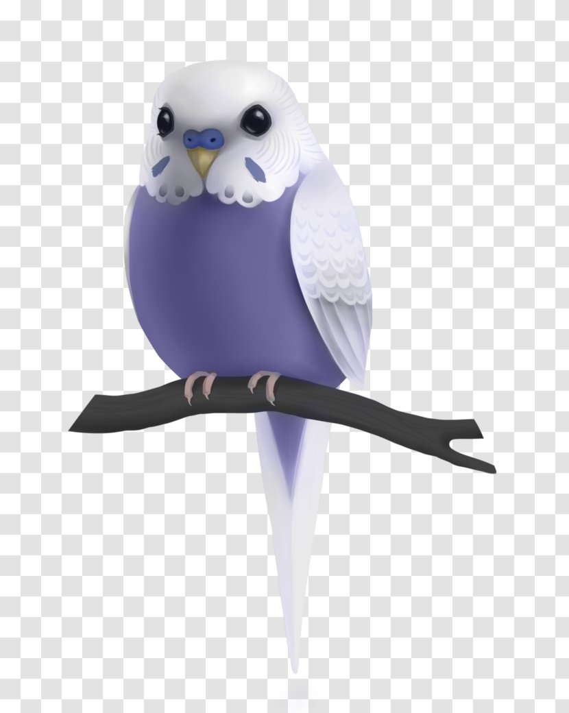 Budgerigar Bird Parakeet Parrot Drawing Transparent PNG