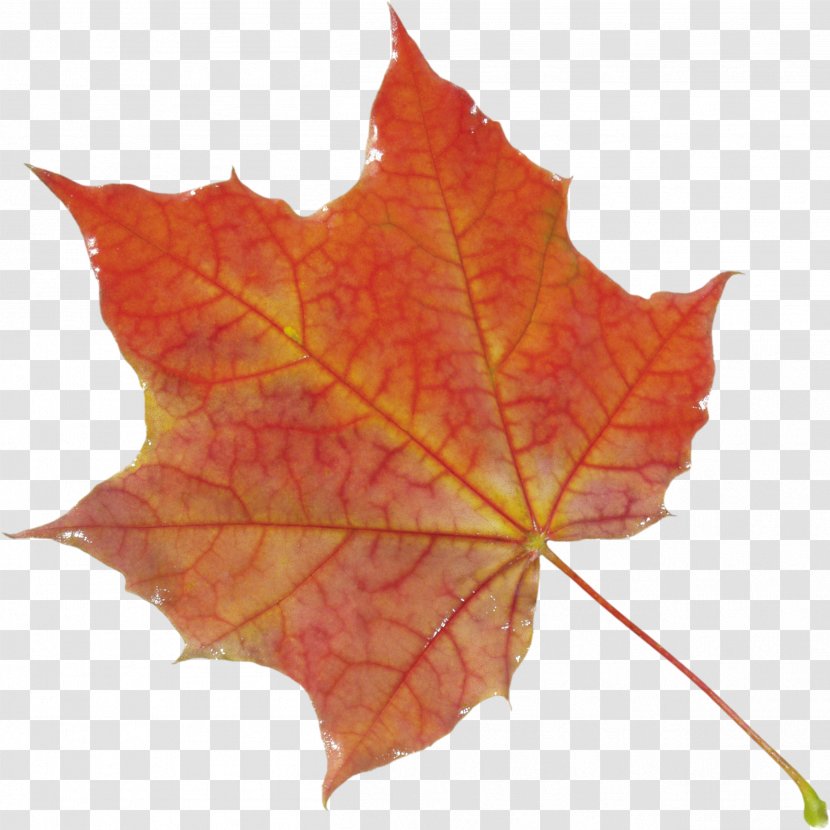 Autumn Leaves Leaf Color - Plant Transparent PNG