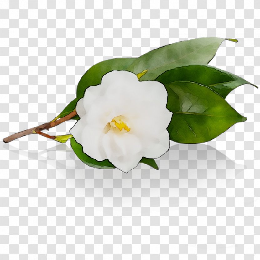 Camellia - White Transparent PNG