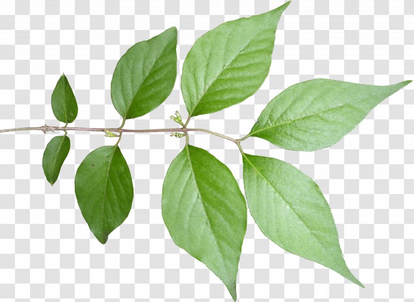 Fiddle-leaf Fig Plant Stem Tree - Vine Transparent PNG