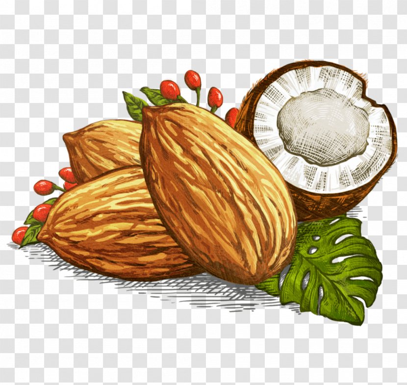 Macadamia Nut Superfood Bar Almond - Badam Illustration Transparent PNG