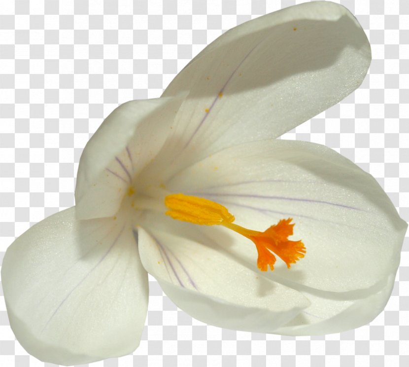 Flower Crocus Clip Art - Colchicum Autumnale - Saffron Transparent PNG