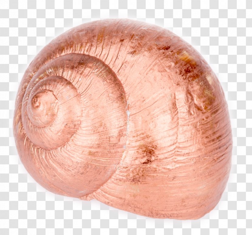 Baltic Macoma Cockle Veneroida Tellins Clam - Snail Transparent PNG