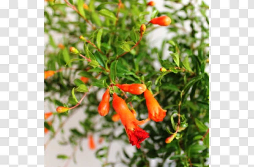 Bird's Eye Chili Pomegranate Fruit Ornamental Plant Tabasco Pepper - Seeds Transparent PNG