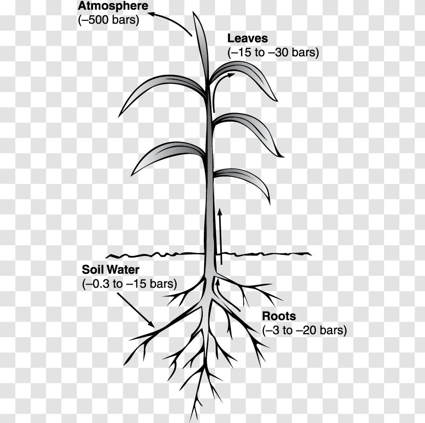 Water Potential Pressure Xylem Transparent PNG