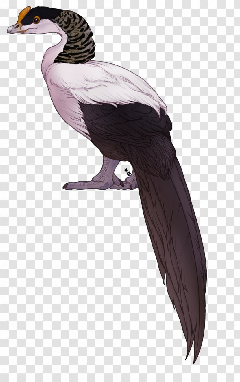 Duck Vulture Fauna Beak Neck - Wing Transparent PNG