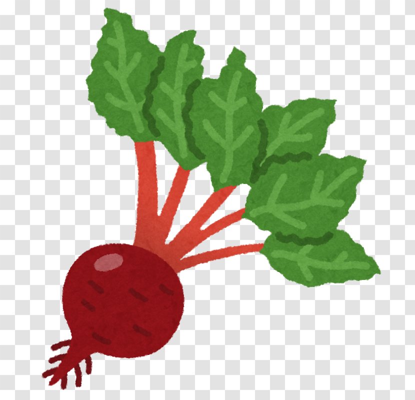 Sugar Beet いらすとや Leaf Vegetable - Common Transparent PNG