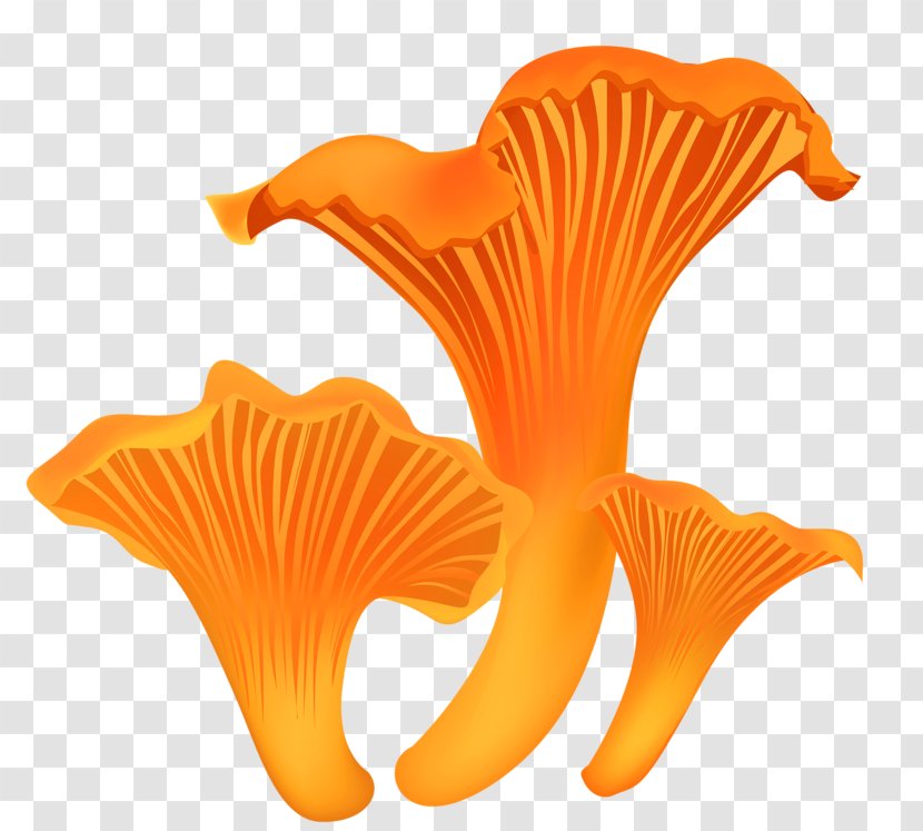 Mushroom Fungus Shiitake Pleurotus Eryngii - Flower - Hand Drawn Mushrooms Transparent PNG