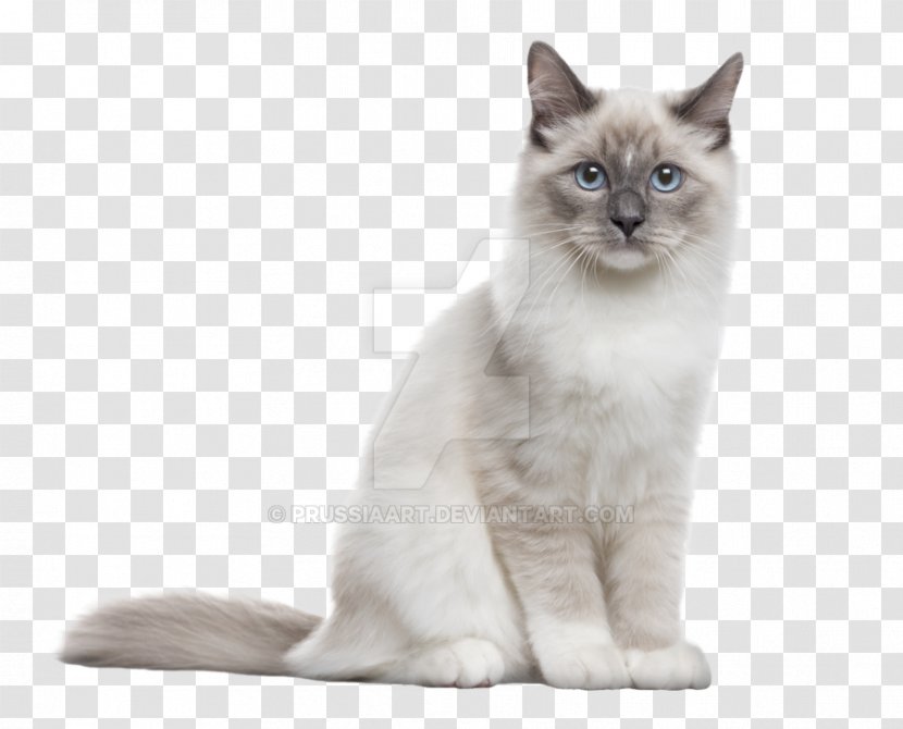 Siberian Cat Ragdoll Kitten Neva Masquerade Persian - British Semi Longhair Transparent PNG