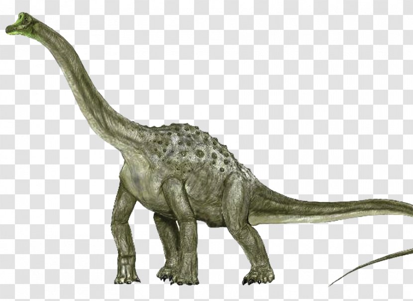 Argentinosaurus Sauroposeidon Brachiosaurus Apatosaurus Pelorosaurus - Tail - Dinosaur Transparent PNG